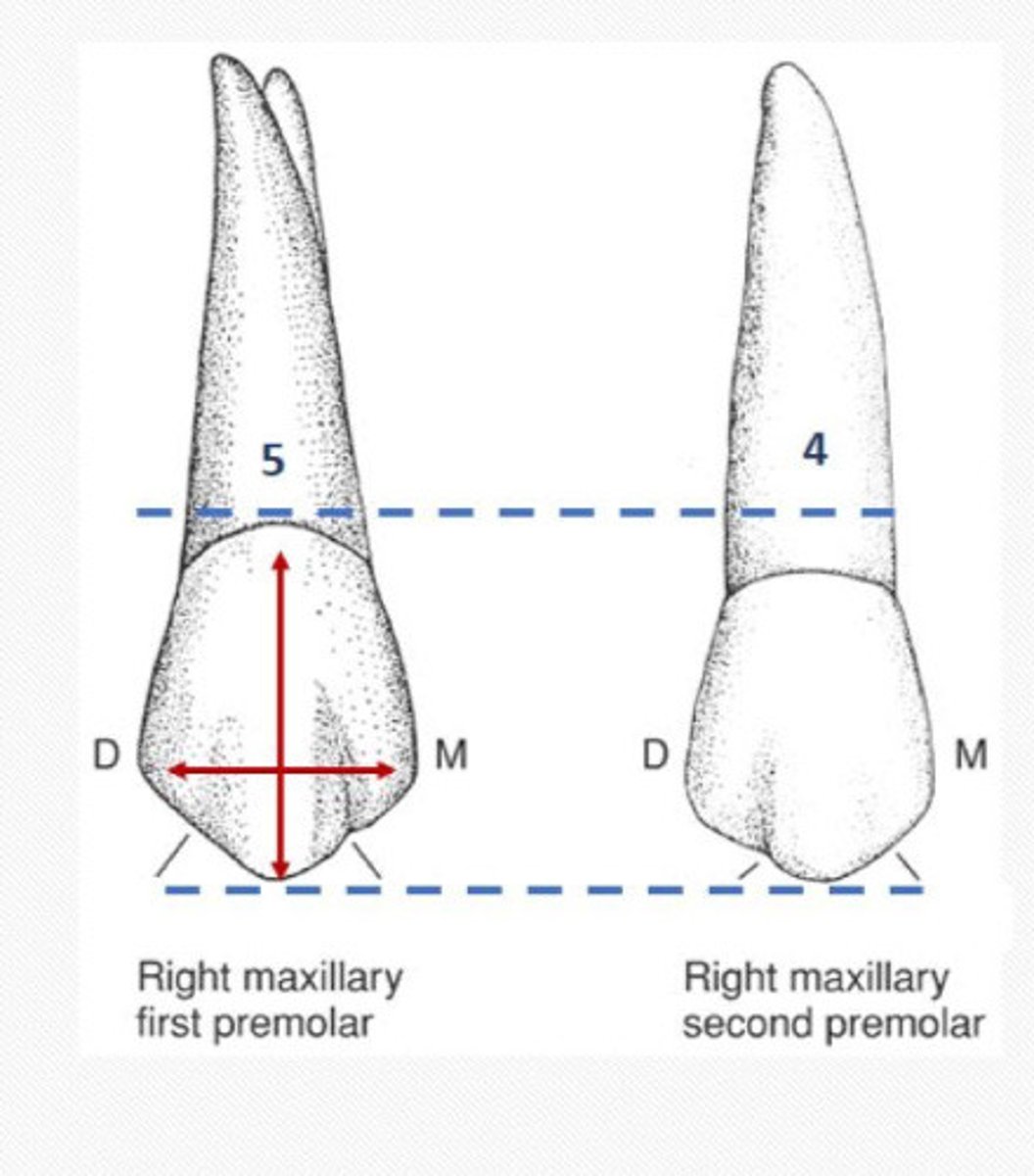 <p>Widest of the eight</p><p>Longer crown than second premolar crown</p>