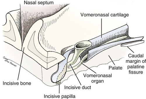 <p><span>Connect the oral cavity (via the incisive papilla) to the vomeronasal organ.</span></p><ul><li><p><strong><span>Function: </span></strong><span>Allows appraisal of small amounts of fluid from the oral cavity by the vomeronasal organ’s olfactory mucosa</span></p><ul><li><p>ENHANCES TASTE and pheromones </p></li></ul></li></ul><p></p><p>Are paired ducts, connecting the oral and nasal cavities</p><ul><li><p>Run rostro-ventrally; passes through the palatine tissues and opens on the <strong>incisive papilla</strong></p></li></ul><p></p>