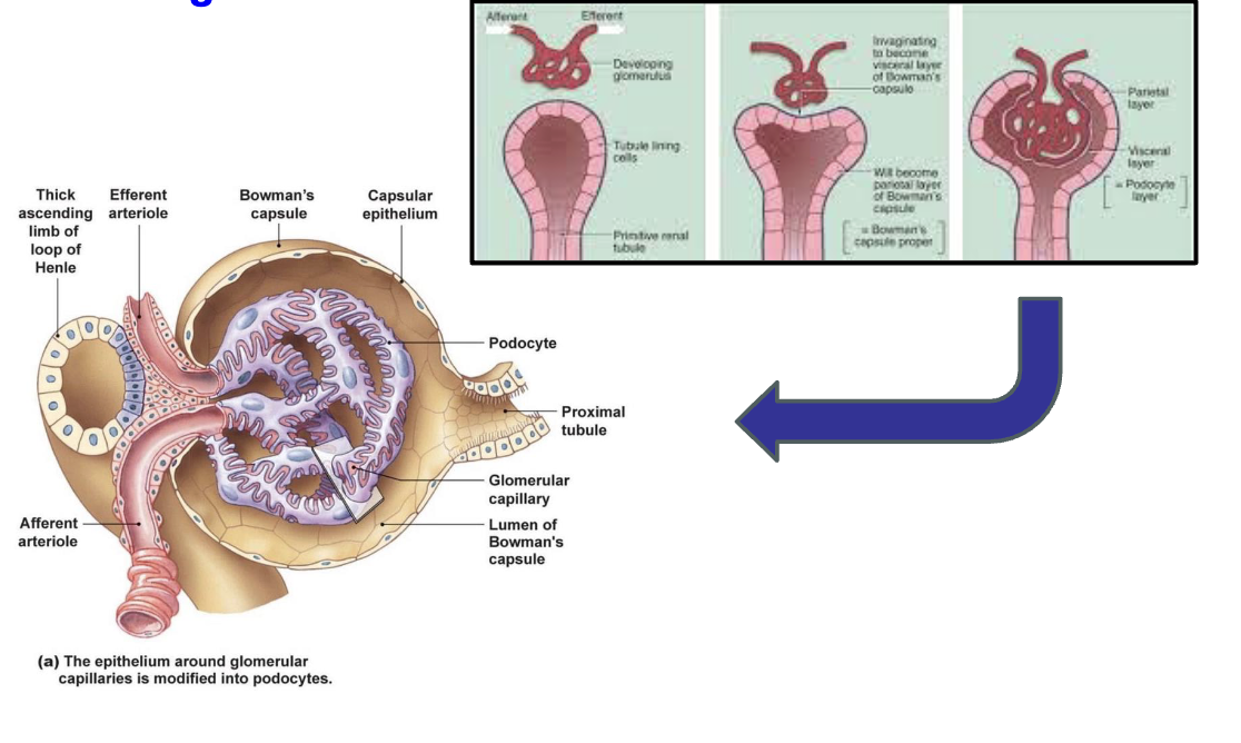 <ul><li><p>during embryological development, arterioles “push” into the tubules</p></li><li><p>additional cell types are created and mature into functional glomerulus</p></li></ul><p></p>