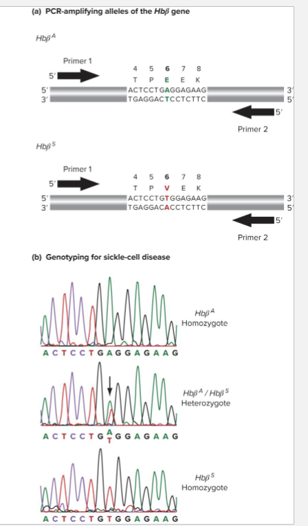 <ul><li><p>PCR amplify a targeted sequence</p></li><li><p>Use same primers or nested one to sequence allele</p><ul><li><p>Usually Sanger Sequencing variant</p></li></ul></li><li><p>EX: Sickle Cell anemia is caused by SNP in Hbbeta gene (Hbb)</p><ul><li><p>Genotyping can idetify carriers and homozygous individuals</p></li></ul></li></ul><p></p>
