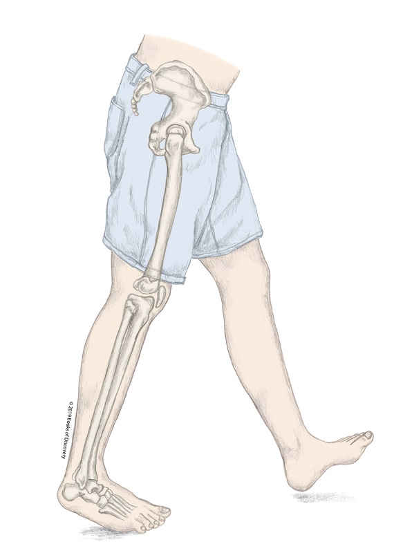 <p>What stage of the stance phase is the R LE in?</p>