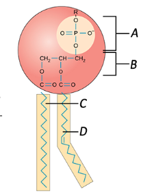 <p>Label the phospholipids</p>