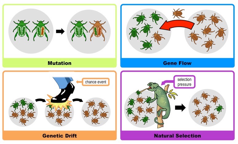 <ul><li><p>mutations occur when <strong>DNA of organism is permanently changed </strong>→ happens randomly; usually harmless or no effect (3 thumbs)</p></li><li><p>in combination with evolutionary mechanisms like selection or genetic drift <strong>IT MAY HAVE A BIG EFFECT</strong></p></li></ul><img src="https://old-ib.bioninja.com.au/_Media/mutation-variation_med.jpeg" data-width="100%" data-align="center" alt="Variation | BioNinja"><p></p>