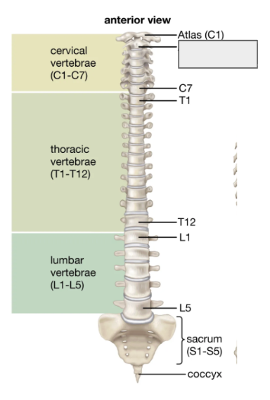 <p>Name the covered bone</p>