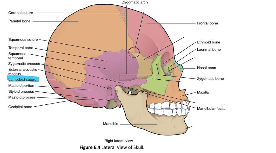 <p>lambdoid suture</p>