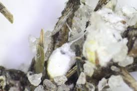 <p>Size: 2–3 mm. White cottony masses in thatch; sap-sucking pest.</p>