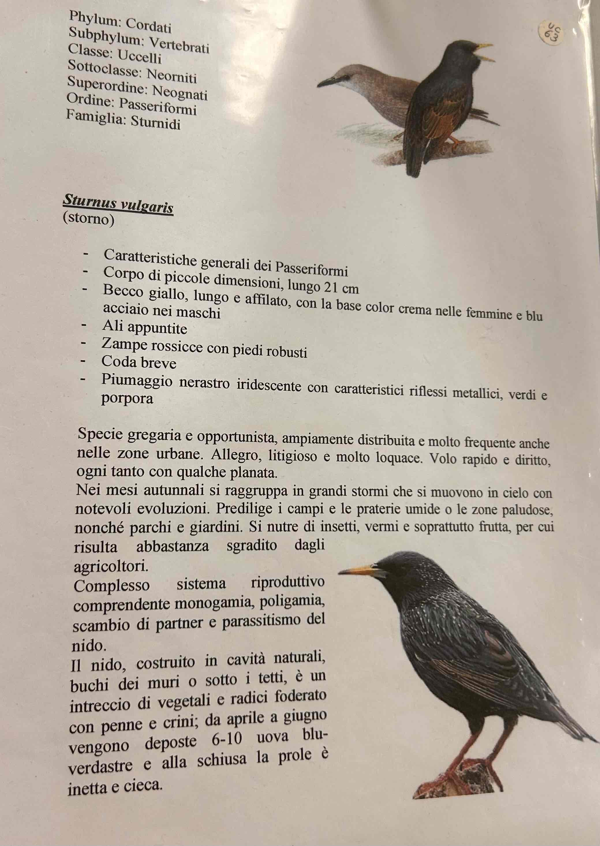 <p>Cordati</p><p style="text-align: start">Vertebrati</p><p style="text-align: start">Gnatostomi</p><p style="text-align: start">Tetrapodi</p><p style="text-align: start">Aves</p><p style="text-align: start">Neognati</p><p style="text-align: start">Passeriformi</p><p style="text-align: start">Sturnus vulgaris (storno)</p>