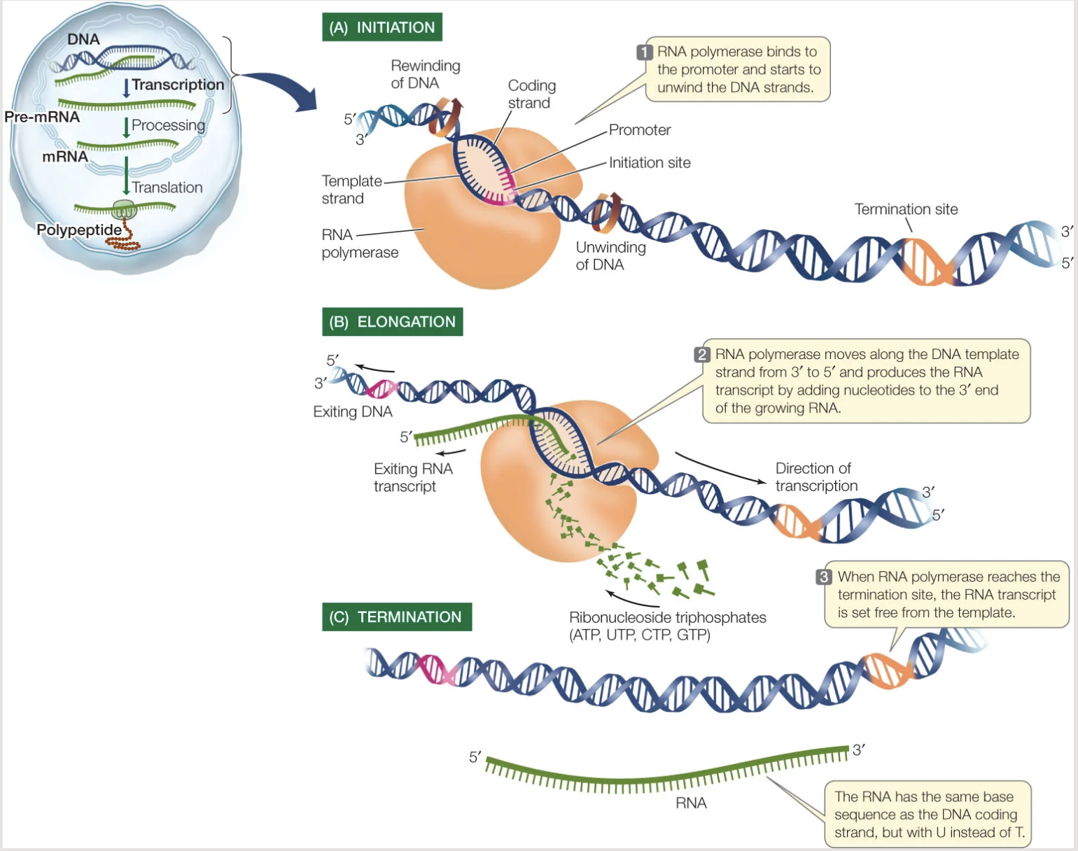 <p>Process of building mRNA: Initiation</p>