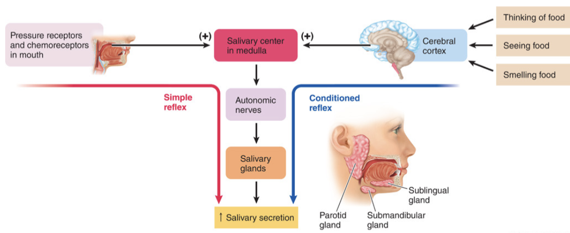<p>describes how salivation works</p><ul><li><p>simple or conditioned reflexes</p></li></ul><p></p>