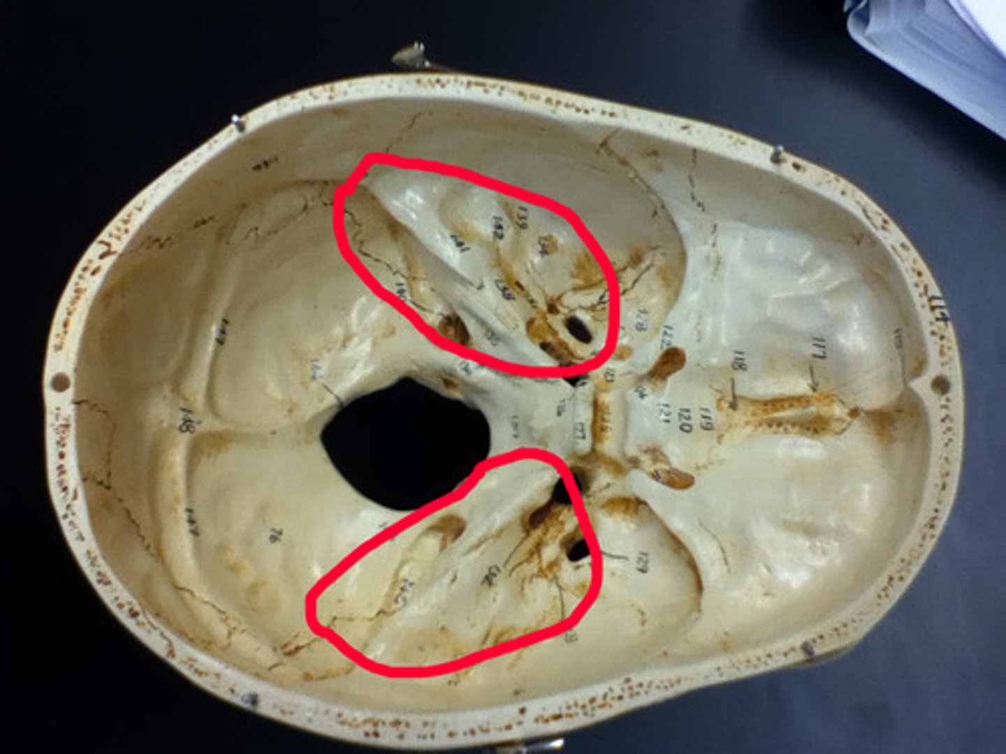 <p>jugular foramen, carotid canal, internal acoustic meatus</p>