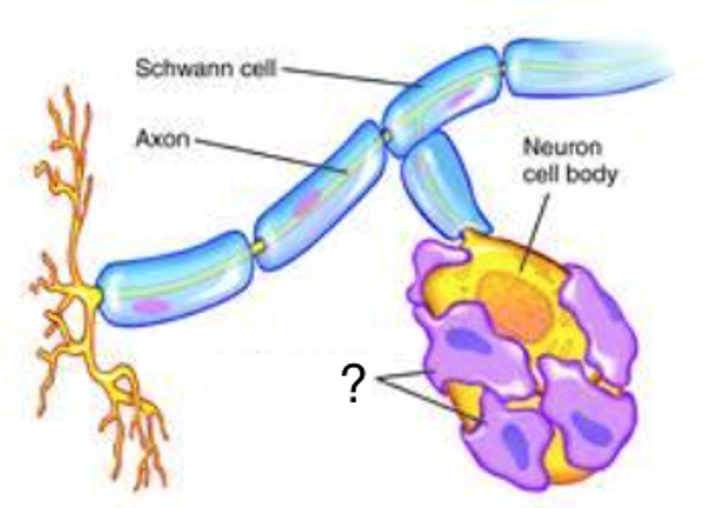 <p>-Surround the neruosomas in ganglia of the PNS</p><p>-Provide electrical insulation around the neurosoma</p><p>-Regulate the chemical environment of the neurons</p>