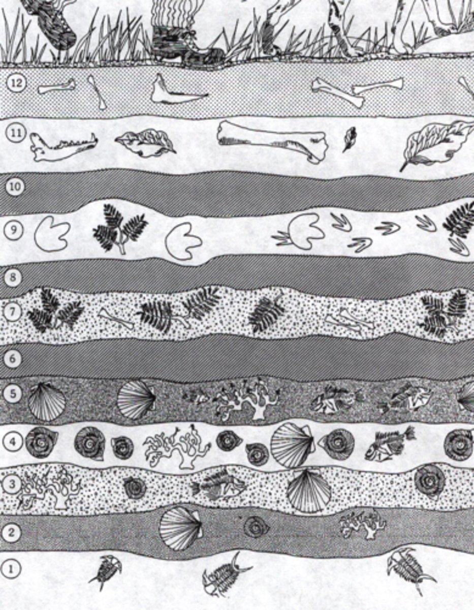 <p>Chronological collection of life's remains in sedimentary rock layers.</p>