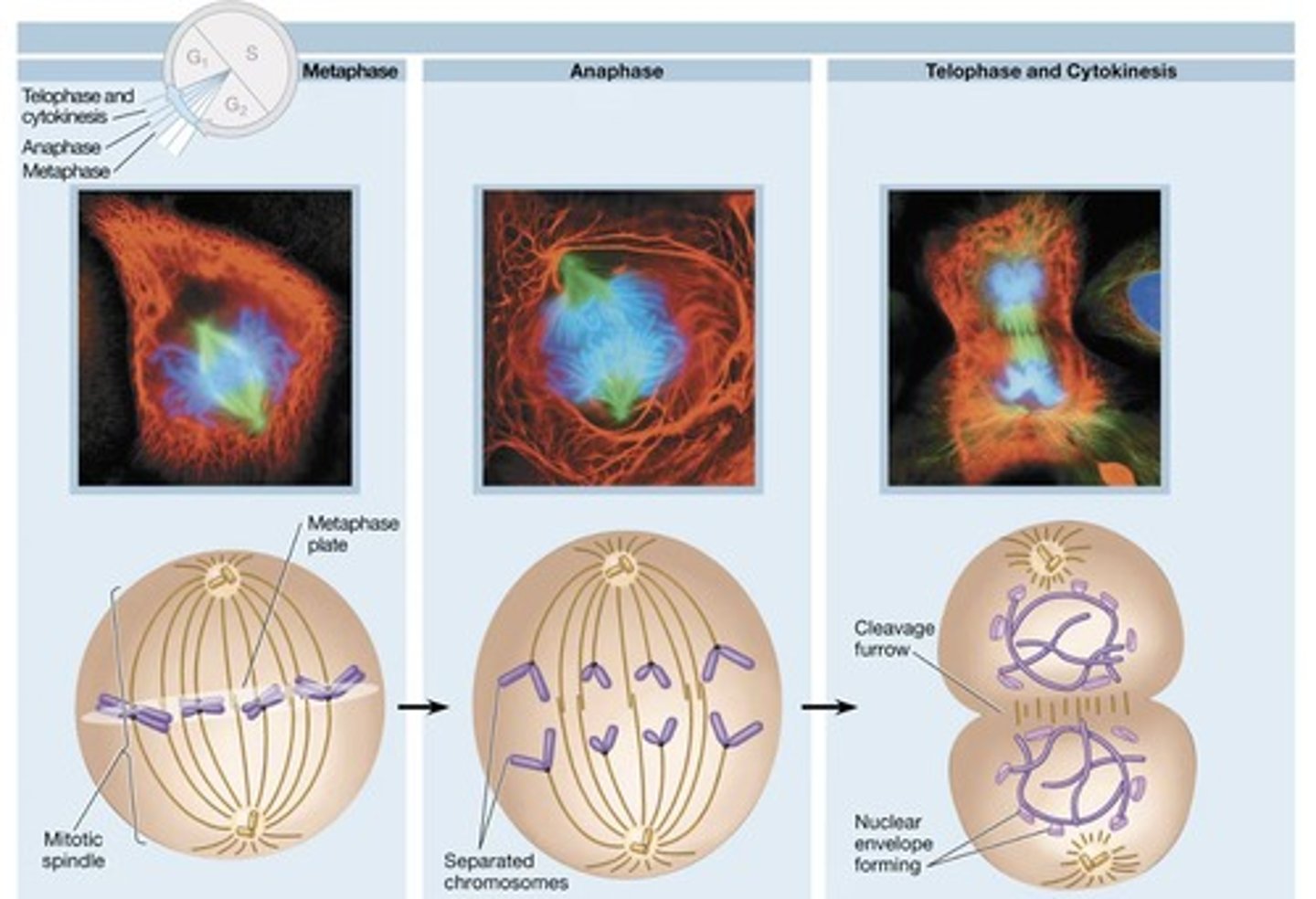 <p>Chromosomes condense, spindles form, nucleus breaks down.</p>