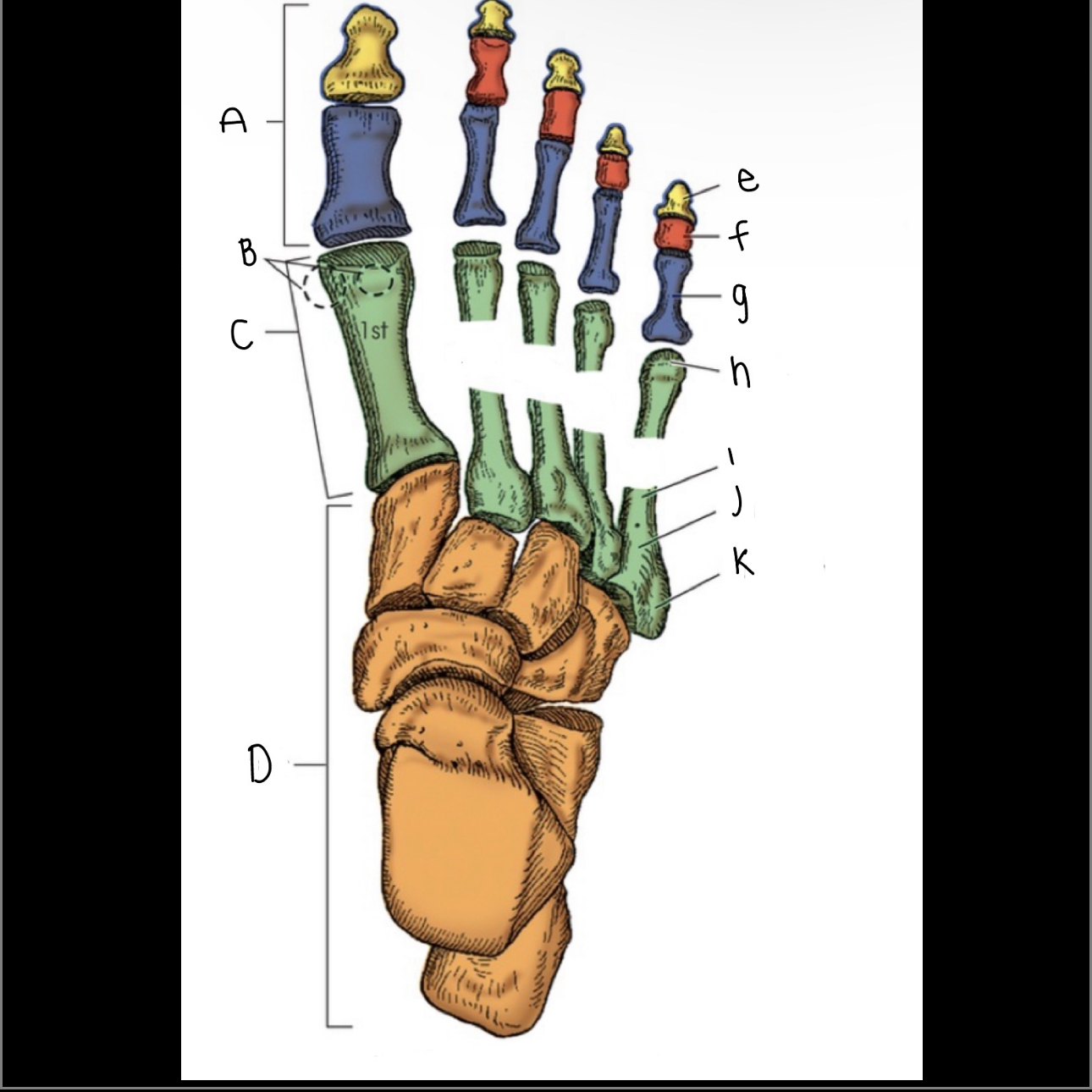 <p>What is letter H pointing to?</p>