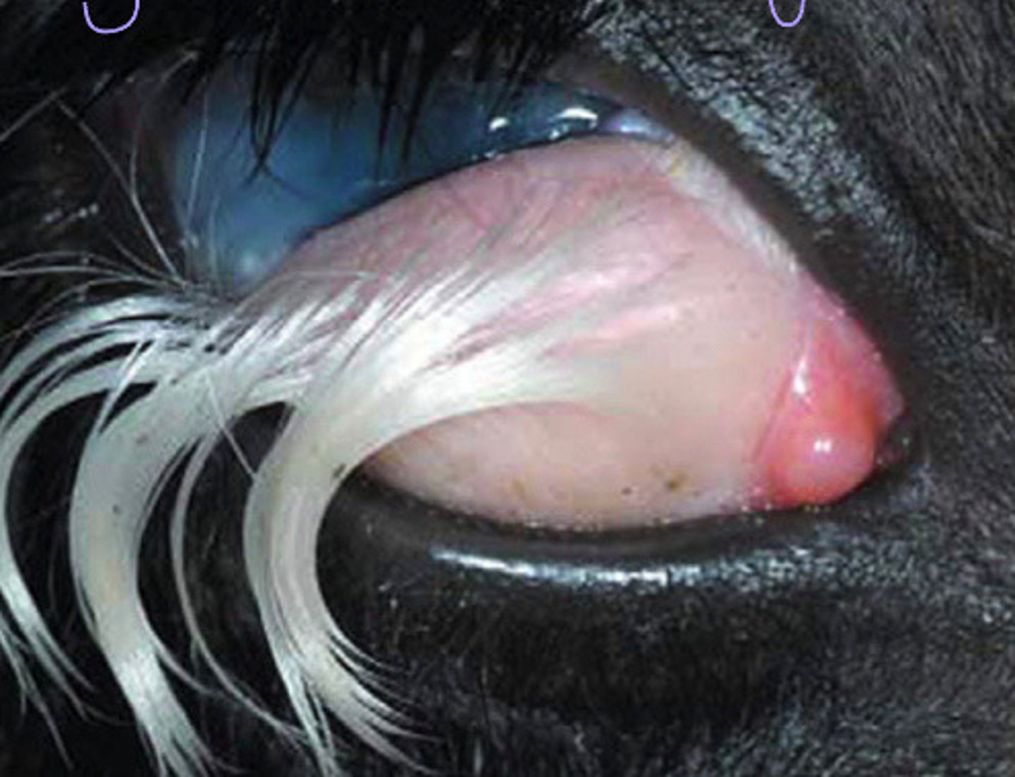 <p>What is this, where hair is growing from a congenital issue on the third eyelid in this cow?</p>