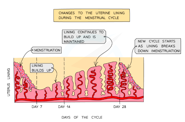 <ul><li><p>The average menstrual cycle is<span><span>&nbsp;</span></span><strong>28 days</strong><span><span>&nbsp;</span></span>long</p></li><li><p><strong>Ovulation</strong><span><span>&nbsp;</span></span>(the release of an egg) occurs about<span><span>&nbsp;</span></span><strong>halfway</strong><span><span>&nbsp;</span></span>through the cycle (day<span><span>&nbsp;</span></span><strong>14</strong>) and the egg then travels down the oviduct to the uterus</p></li><li><p>Failure to fertilise the egg causes<span><span>&nbsp;</span></span><strong>menstruation</strong><span><span>&nbsp;</span></span>to occur - this is caused by the<span><span>&nbsp;</span></span><strong>breakdown of the thickened lining of the uterus</strong></p></li><li><p>Menstruation lasts around<span><span>&nbsp;</span></span><strong>5 - 7 days</strong><span><span>&nbsp;</span></span>and signals the beginning of the next cycle</p></li><li><p>After menstruation finishes, the lining of the uterus starts to thicken again. </p></li></ul><p></p>