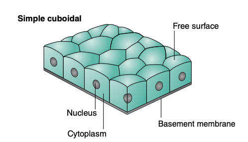 <p>Simple cuboidal epithelium is ___ thick</p><p>Found in ____</p><p>Absorptive or secretory?</p>