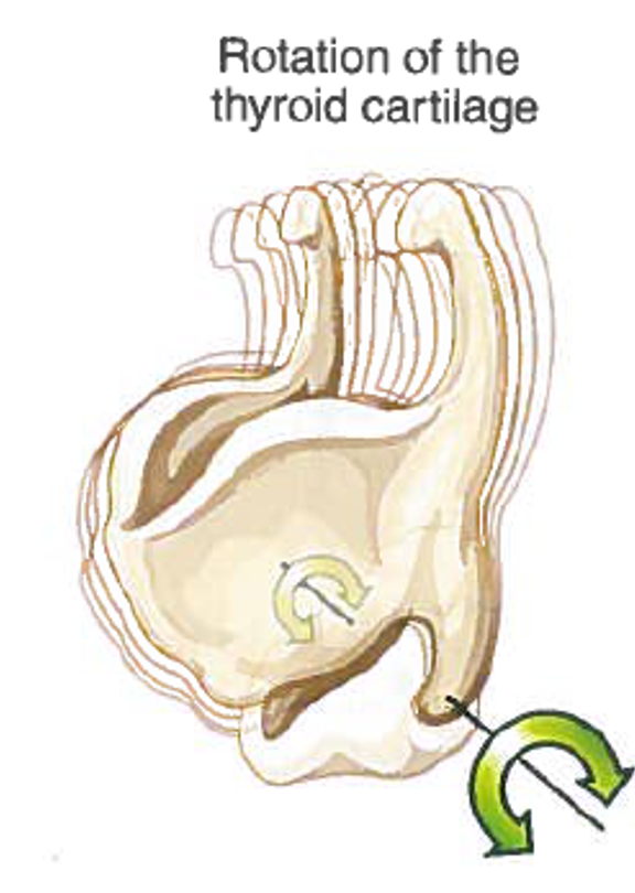 <p>Motion at the cricothyroid joint</p>