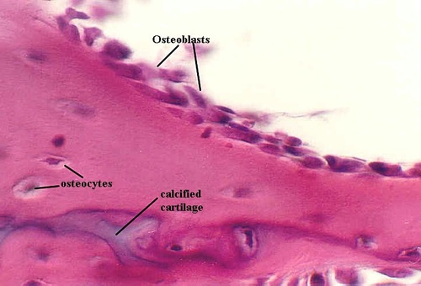 <p>bone forming cells derived from osteoprogenitor cells; take calcium from blood and produce the matrix (including collagen fibers) that form bone; differentiate into mature bone cell when it is completely encased in matrix</p>