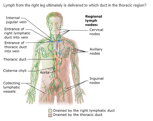 <table style="min-width: 25px;"><colgroup><col style="min-width: 25px;"></colgroup><tbody><tr><td colspan="1" rowspan="1" style="margin: 0px; padding: 0.3em; position: relative;"><p>jugular trunk &nbsp; &nbsp; &nbsp; &nbsp;</p></td></tr><tr><td colspan="1" rowspan="1" style="margin: 0px; padding: 0.3em; position: relative;"><p>right lymphatic duct &nbsp; &nbsp; &nbsp; &nbsp;</p></td></tr><tr><td colspan="1" rowspan="1" style="margin: 0px; padding: 0.3em; position: relative;"><p>subclavian trunk &nbsp; &nbsp; &nbsp; &nbsp;</p></td></tr><tr><td colspan="1" rowspan="1" style="margin: 0px; padding: 0.3em; position: relative;"><p>thoracic duct &nbsp; &nbsp; &nbsp; &nbsp;</p></td></tr></tbody></table><p></p>