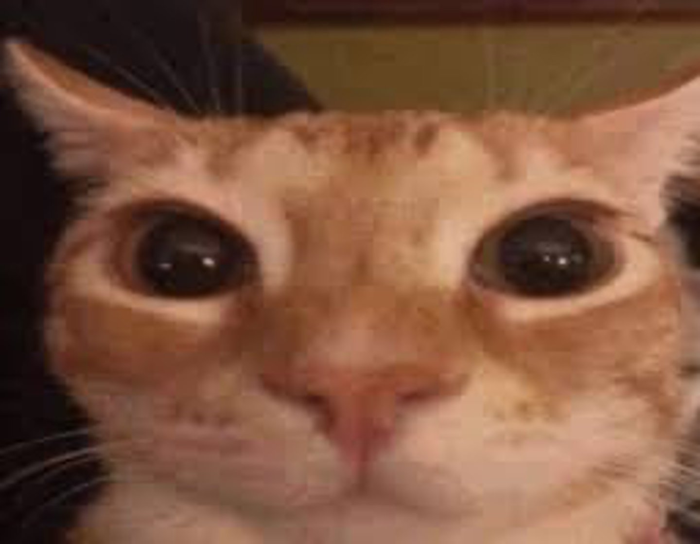 <p>If underlying arterial disease then idk?</p><p>Charcot foot?</p><p>Funny lookin foot</p>