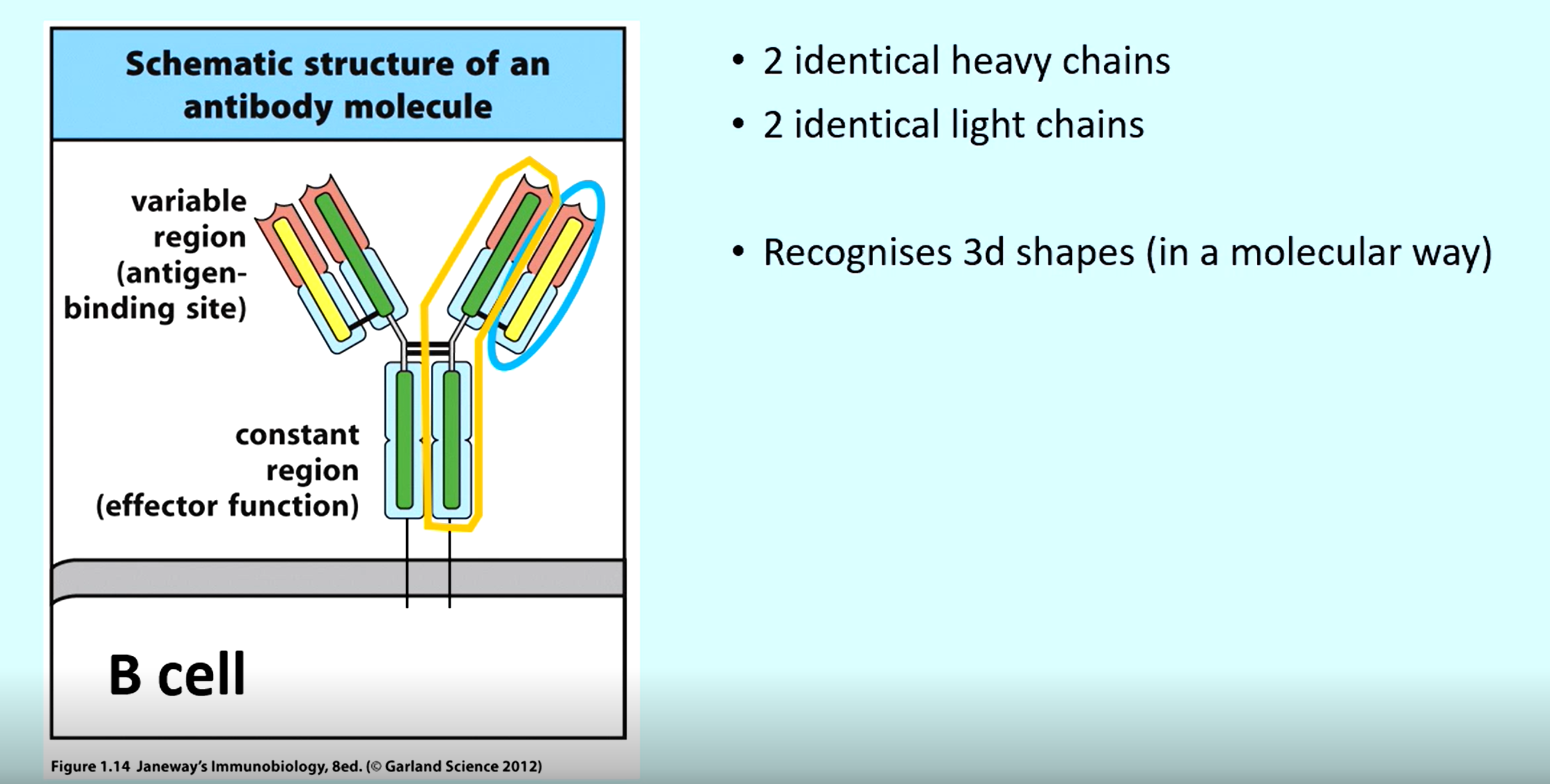 <p>2 x Heavy</p><p>2 x Light</p>