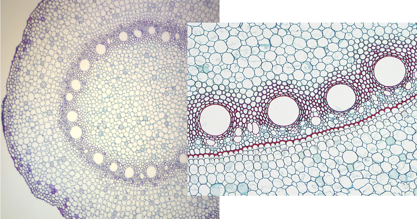 <p>Is this a root, stem, or leaf? Monocot or dicot?</p>
