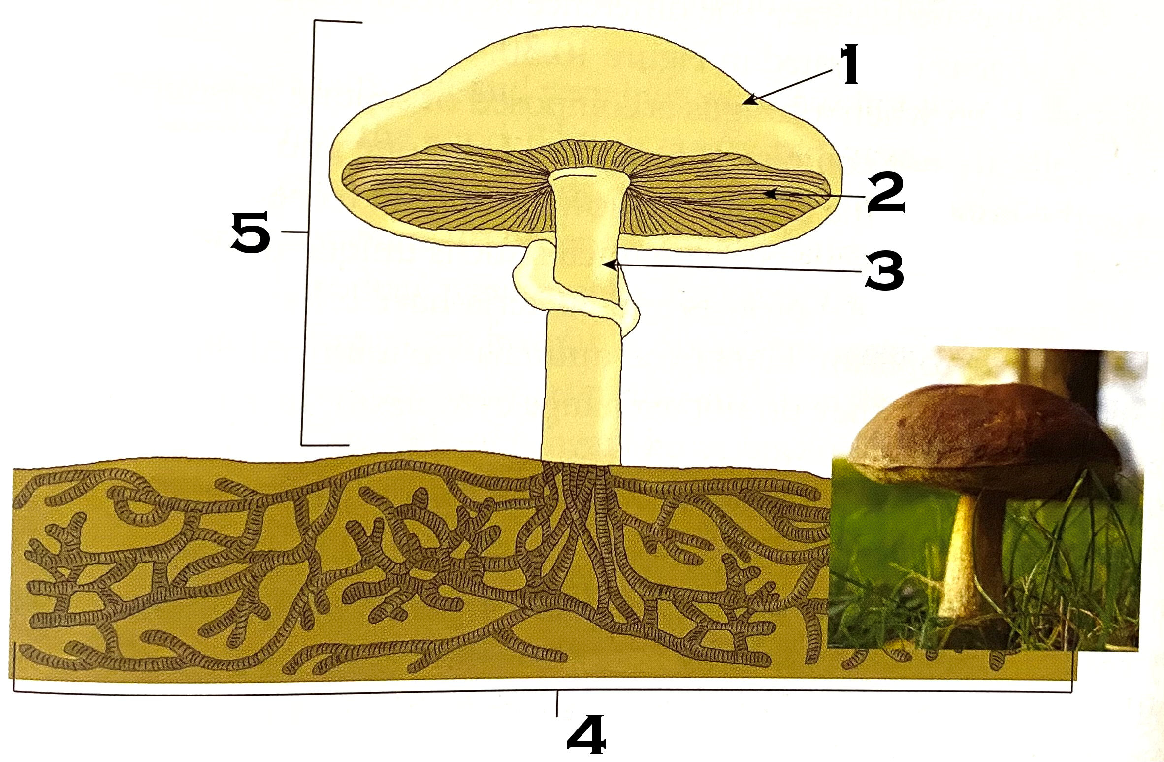 <p>#4 on the mushroom, the mycelium, is made of what?</p>