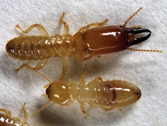 <p>Eusocial; caste system (workers, soldiers, reproductives); cellulose-digesting symbionts.</p>