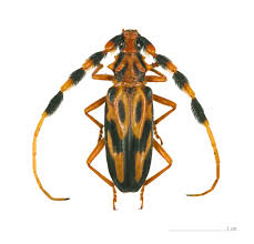 <p>longhorn beetles (boktorren)</p>