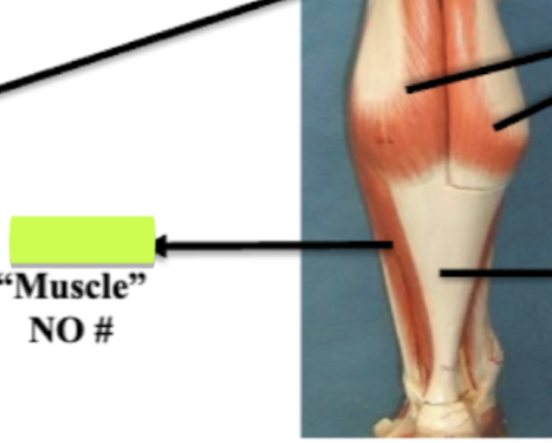 <p>Label Muscle No#</p>