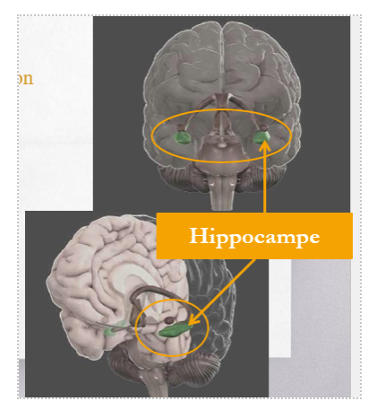 <ul><li><p>Mémoire « explicite » : Rappel du contexte d’une situation (ex : se rappeler où se trouve le local du cours)</p></li><li><p>Régulation de l’anxiété :</p><ul><li><p>« Compensation » entre les infos sensorielles et les événements attendus par l’entremise du circuit septo-hippocampique. Comparaison entre nos attentes et ce qui arrive réellement. Quand il y a un certain écart, peut générer stress, anxiété.</p></li><li><p>Circuit septo-hippocampique :</p><ul><li><p>Lorsque les attentes sont confirmées, le septo-hippocampe n’envoie pas un état motivationnel anxieux</p></li><li><p>Lorsque les attentes ne sont pas confirmées, l’hippocampe fonctionne en mode « inacceptable » et active le circuit septo-hippocampique, ce qui génère un état motivationnel d’angoisse</p></li><li><p>Adaptations aux facteurs de stress environnementaux réussies génèrent une libération d’endorphine qui arrête le circuit sept-hippocampique, alors soulagement de l’anxiété et donne lieu à des contre-sentiments positifs</p></li><li><p>Anti-anxiété : effets tranquilisants, calme le mode « inacceptable du circuit septo-hippocampique</p></li></ul></li></ul></li><li><p>TRÈS relié à la mémoire</p></li><li><p>Pilier de la mémoire, qui s’occupe de conserver les souvenirs agréables liés à la prise de drogue et, par association, tous les détails de l’environnement qui leurs sont attachés. Des détails qui dans l’avenir pourront réveiller l’envie et peut contribuer à faire rechuter le patient.</p></li></ul><p></p>