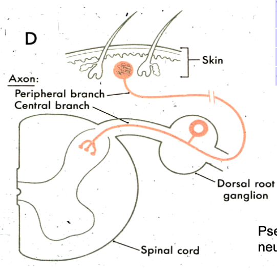 <p>in the Dorsal Root Ganglia</p>