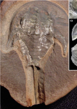 <p>a prehistoric horseshoe crab known from fossil records, providing insight into the evolution of arthropods. </p>