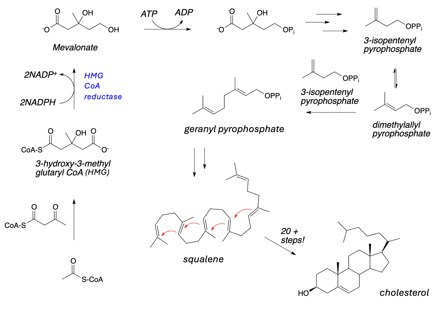 <p><strong>Synthesis of Other Lipids:</strong></p><ul><li><p>Acetyl-CoA is the precursor/building block for other lipids, as well, e.g., _________ and _________</p></li></ul><p></p>