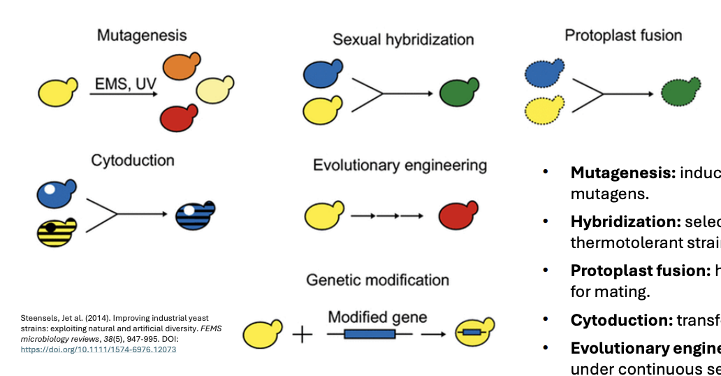<ul><li><p><strong>Mutagenesis: </strong>inducing random genetic mutations using mutagens (e.g., ethyl methanesulfonate EMS, UV)</p><ul><li><p>e.g., <em>exposing yeast to UV light to induce mutations and then selecting heat-tolerant mutants</em></p></li></ul></li><li><p><strong>Hybridization: </strong>selective breeding/mating of thermotolerant strains</p><ul><li><p>e.g., <em>Cross-breeding different yeast strains with partial heat resistance to produce more resilient hybrids</em></p></li></ul></li><li><p><strong>Protoplasmic fusion:</strong> hybridizing cells asexually without the need for mating</p><ul><li><p>e.g., <em>Fusing yeast protoplasts from a heat-resistant and a high-yield strain to combine both traits</em></p></li></ul></li><li><p><strong>Cytoduction:</strong> transferring cytoplasmically inherited traits</p><ul><li><p>e.g., <em>Transferring heat-resistant mitochondria from one yeast strain to another</em></p></li><li><p>e.g., concentration of transcription factors</p></li><li><p>Transfer non-genes</p></li></ul></li><li><p><strong>Evolutionary engineering:</strong> a population of cells is grown under continuous selection for phenotype of interest for many generations (cell divisions)</p><ul><li><p>e.g., <em>Growing yeast at gradually increasing temperatures for many generations until only heat-adapted strains persist</em></p></li></ul></li><li><p><strong>Genetic modification: </strong>modifying or inserting GOI</p><ul><li><p>e.g., <em>Inserting a heat shock protein gene from a thermophilic bacterium into yeast</em></p></li></ul></li></ul><p></p>