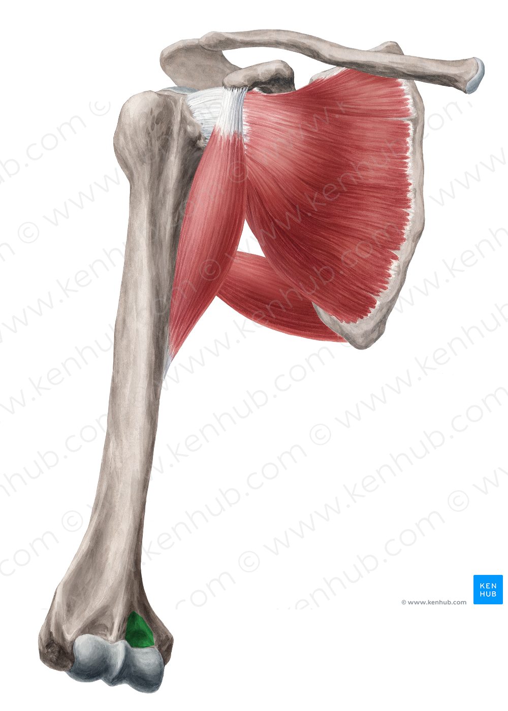 <p>What bone structure is this?</p>