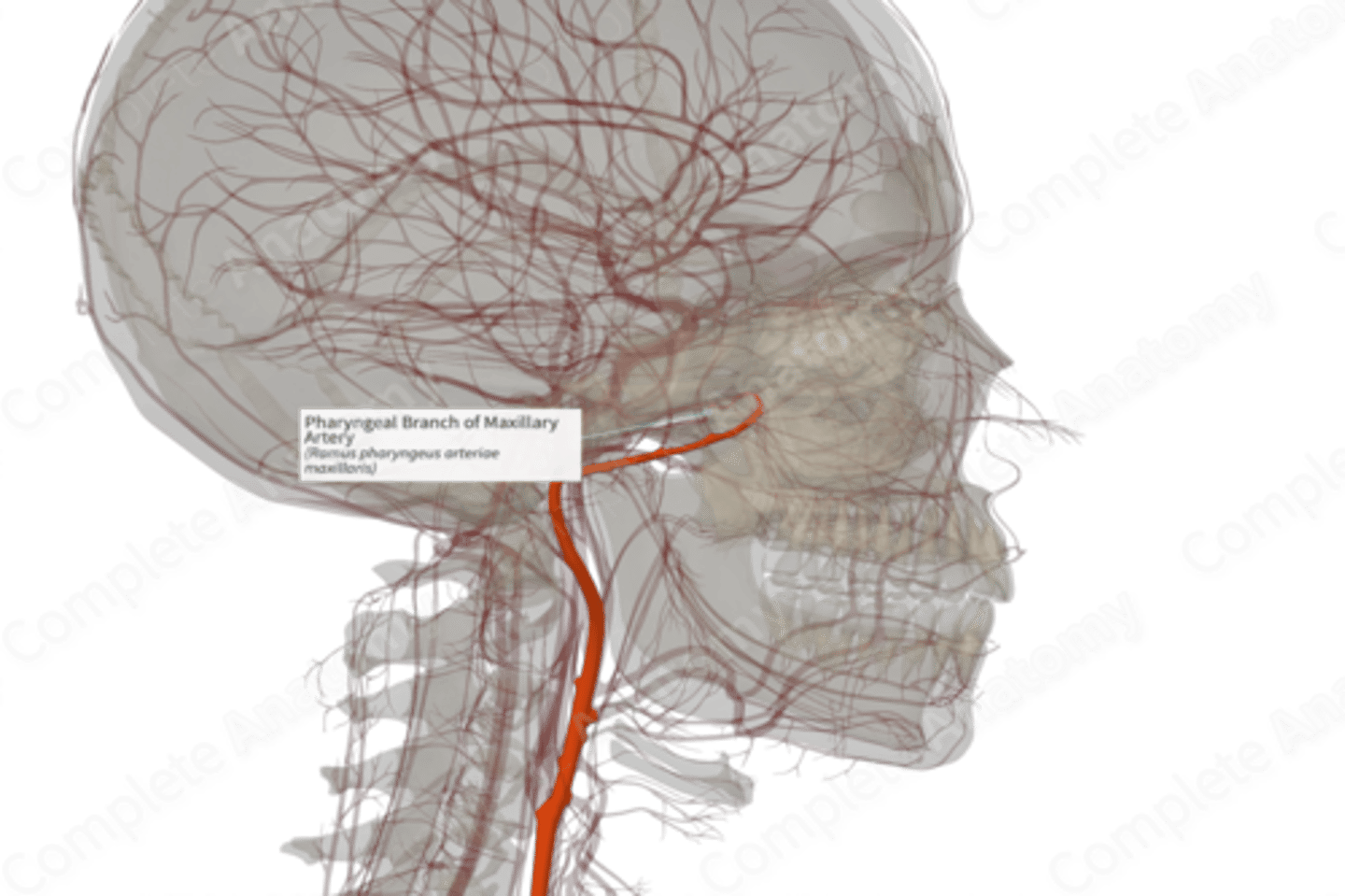 <p>The pharyngeal branch of the maxillary artery supplies the roof of the nasopharynx.</p>