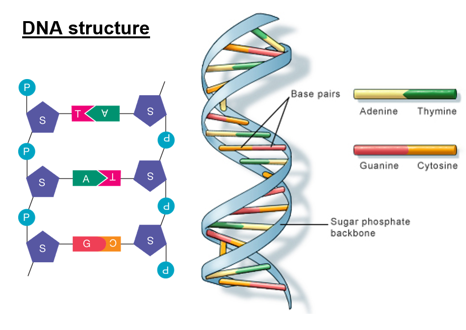 A double helix strand of genetic information found in the chromosomes of nearly all organisms. Contains genes that code for different characteristics.