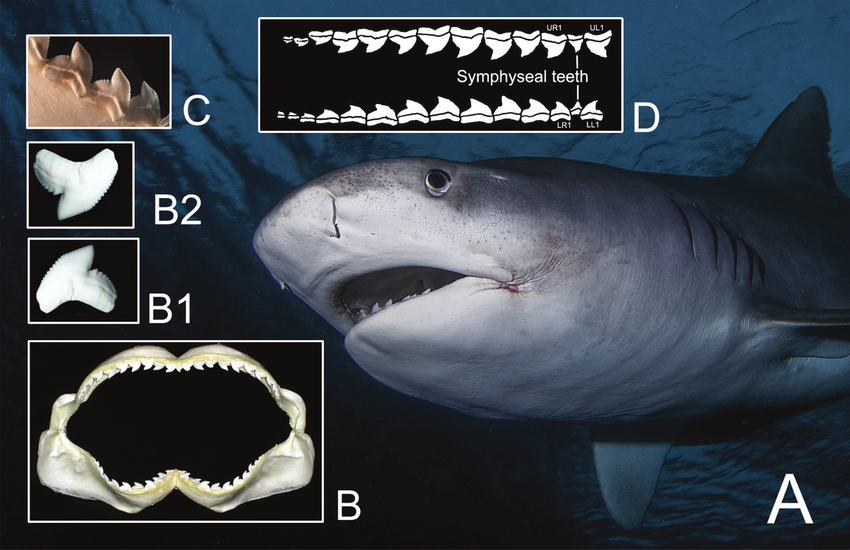 <p>teeth that are flattended and sharp</p><p>→ wide range of prey from squid, small fish, crusteceansm and marine mammals</p><p>→ pierce and hold prey in place to be consumed quickly </p>