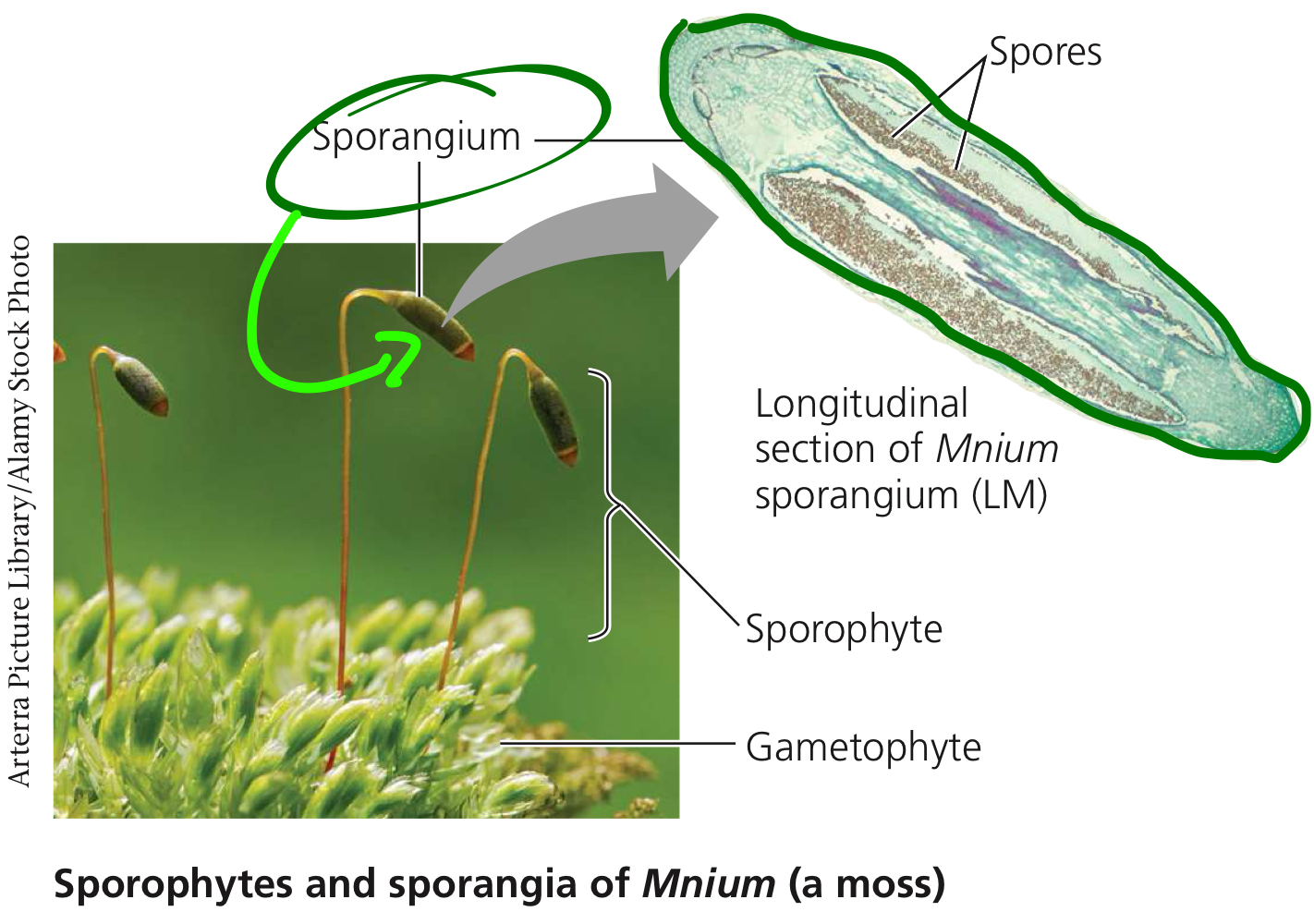 <p>Multicellular organs producing spores.</p>