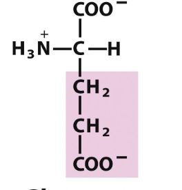 <p>Which amino acid is this (from slides)?</p>