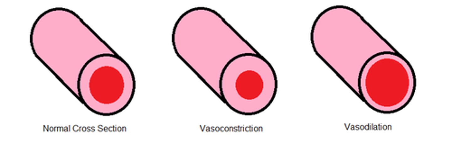 <p>Constriction of the veins</p>