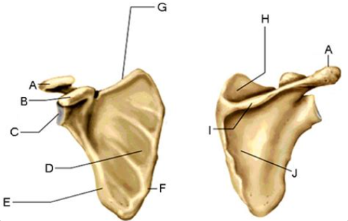 <p><span>What is the name of the part labeled B?</span></p>