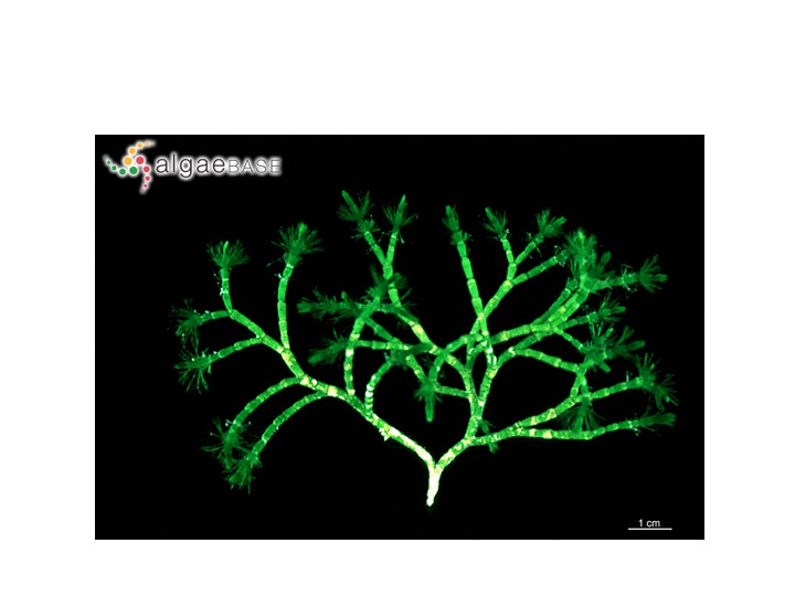 <p>What Genus does this specimen belong to?</p><p>Batophora</p><p>Halimeda</p><p>Dasycladus</p><p>Cymopolia</p>