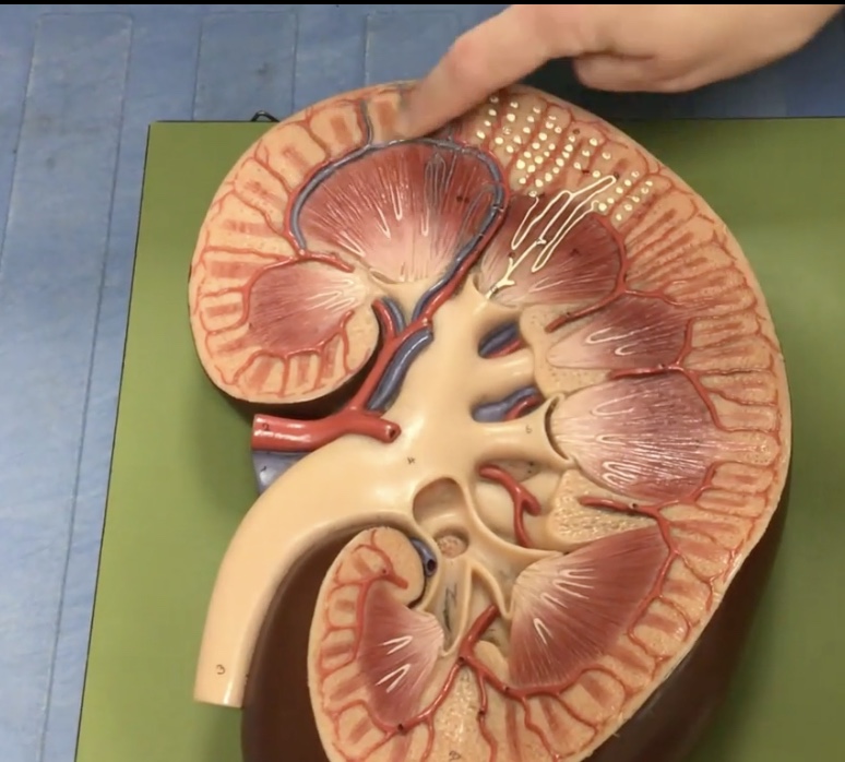 <p>Description: Veins at the base of the renal pyramids</p><p>Function: Drains blood from the interlobular veins</p>