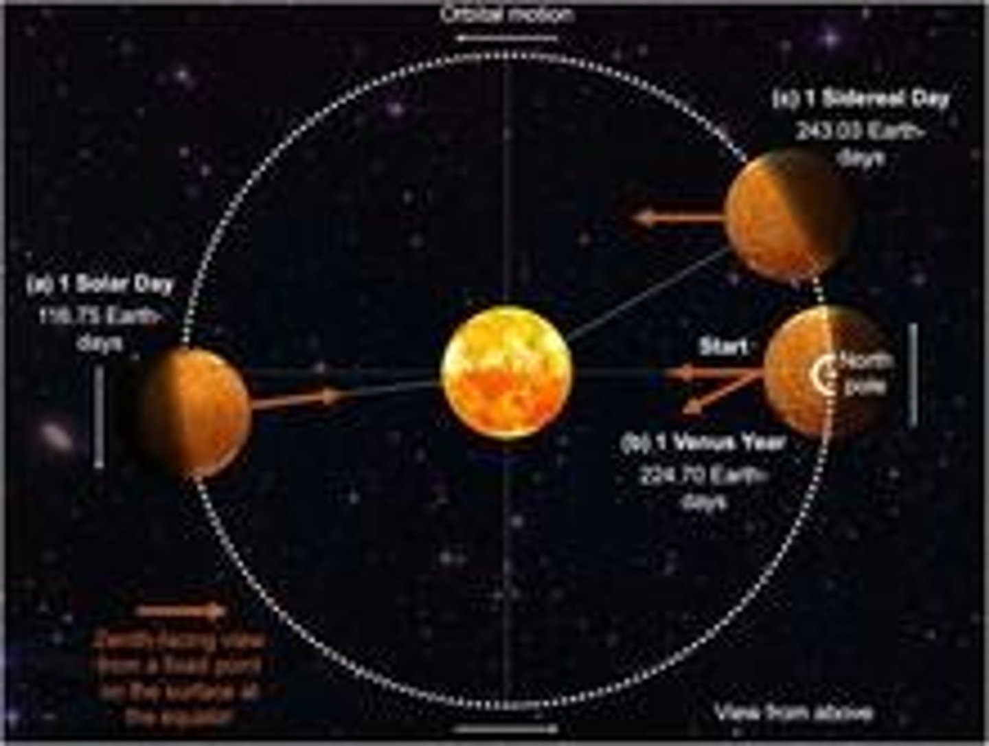 <p>Venus orbits the Sun every 225 Earth days.</p>