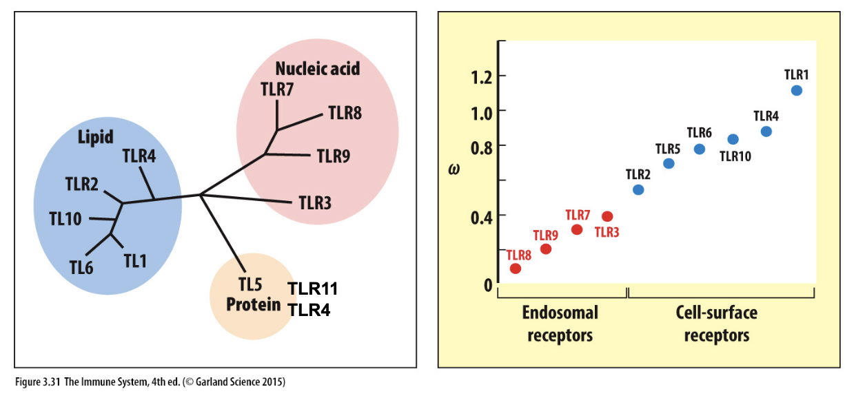 <ul><li><p><strong>Cell surface:</strong> recognize microbial proteins, lipoproteins, glycoproteins, carbohydrates</p></li><li><p><strong>Endosomal:</strong> recognize microbial/viral DNA and RNA</p></li></ul><p></p>