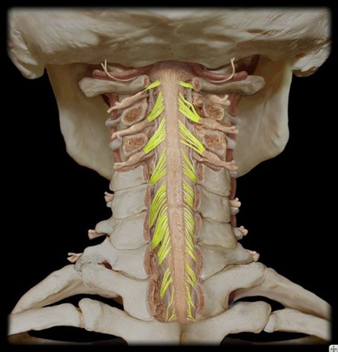 <p>Ventral (motor) vs. dorsal (sensory).</p>