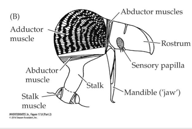 <p>Mechanoreceptors: tentacles, avicularia</p>